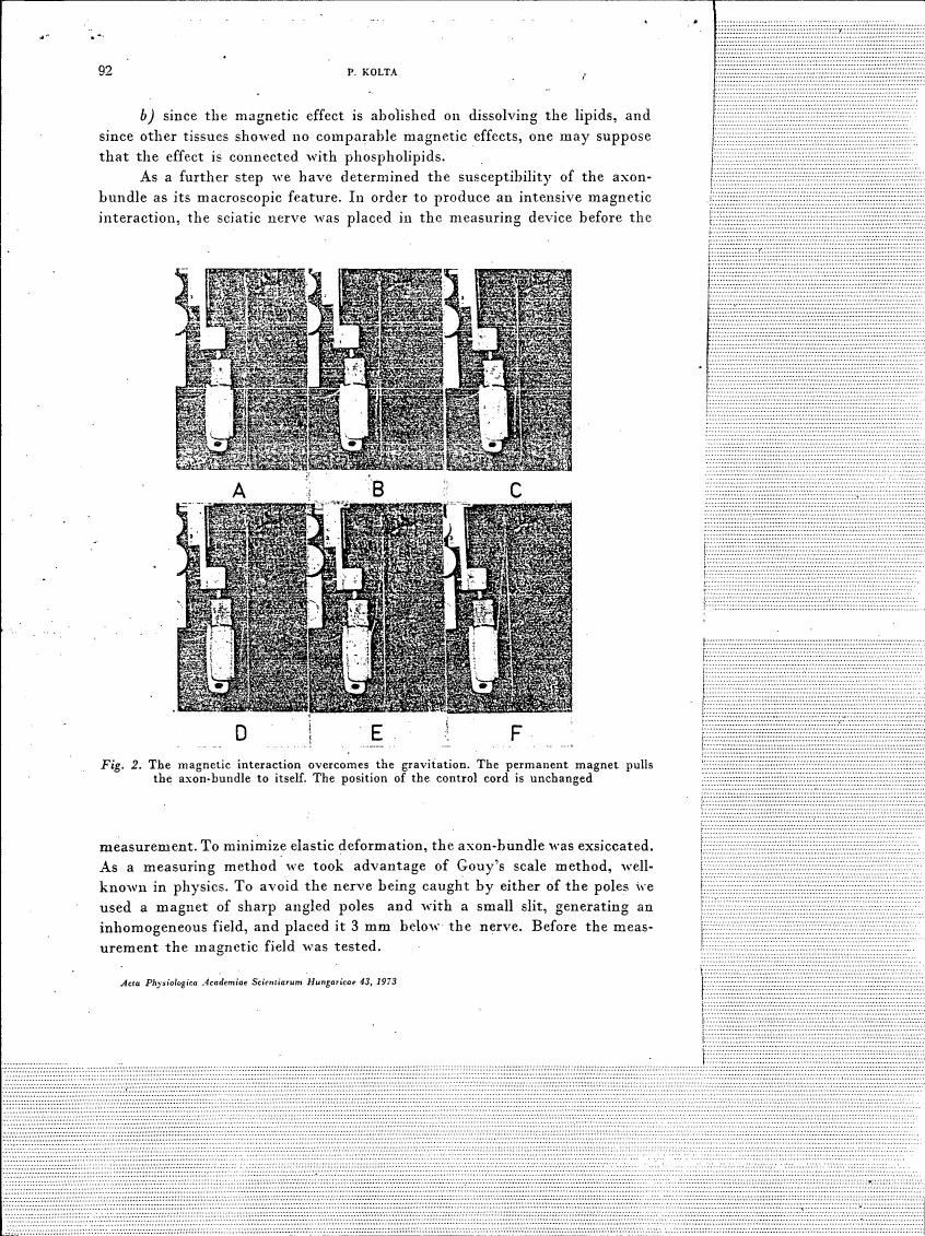 AI-described figure: Fig. 2 illustrates the magnetic interaction overcoming gravitation in an experiment with axon-bundles.