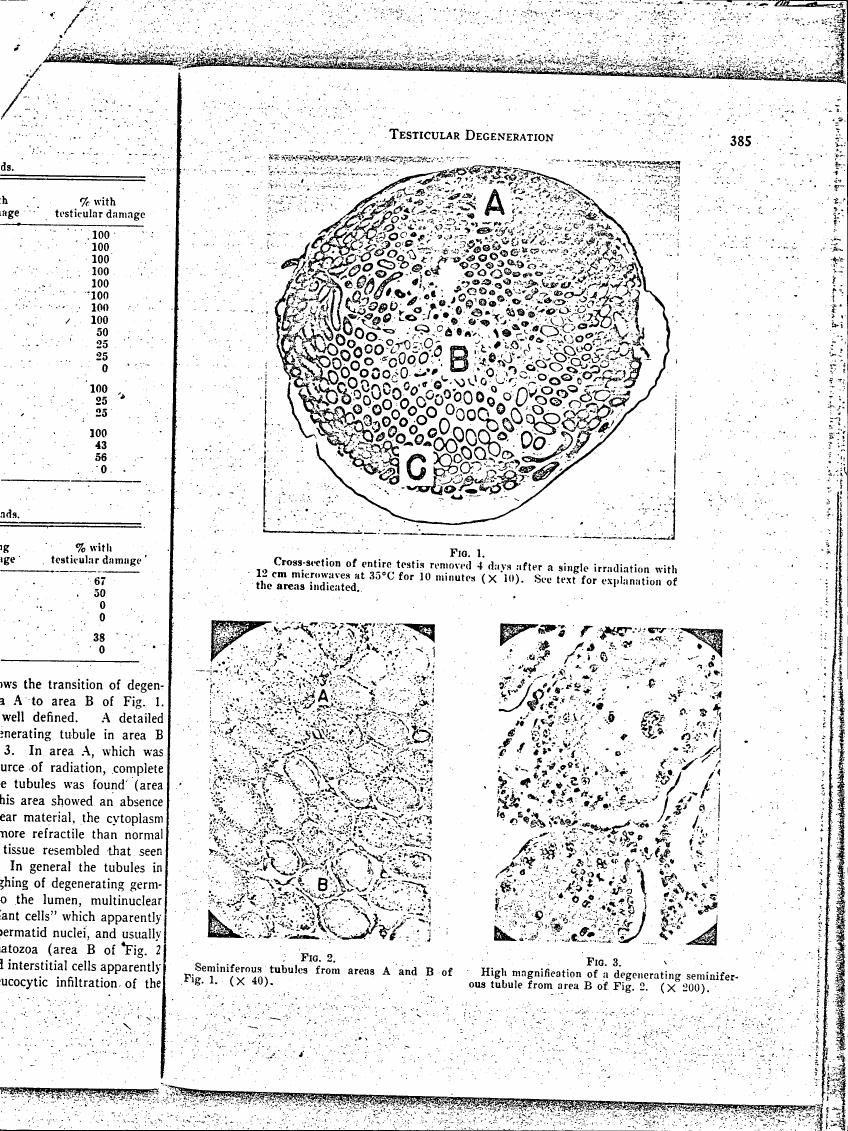 Cross-section of entire testis removed 4 days after a single irradiation with 12 cm microwaves at 35°C for 10 minutes, showing the transition from area A to B.
