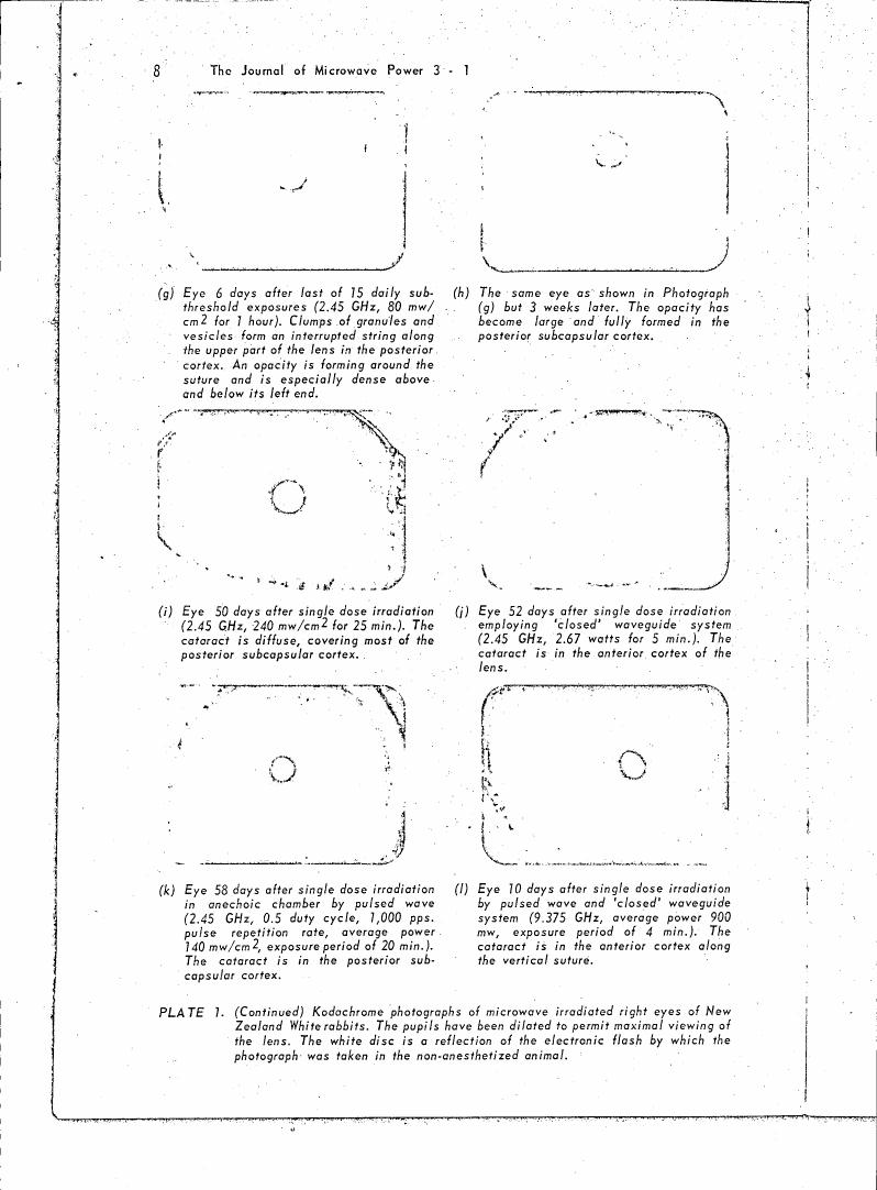 AI-described figure: Plate 1 from The Journal of Microwave Power showing Kodachrome photographs of microwave irradiated right eyes of New Zealand White rabbits, with detailed descriptions and measurements of cataracts at various time points after exposure.