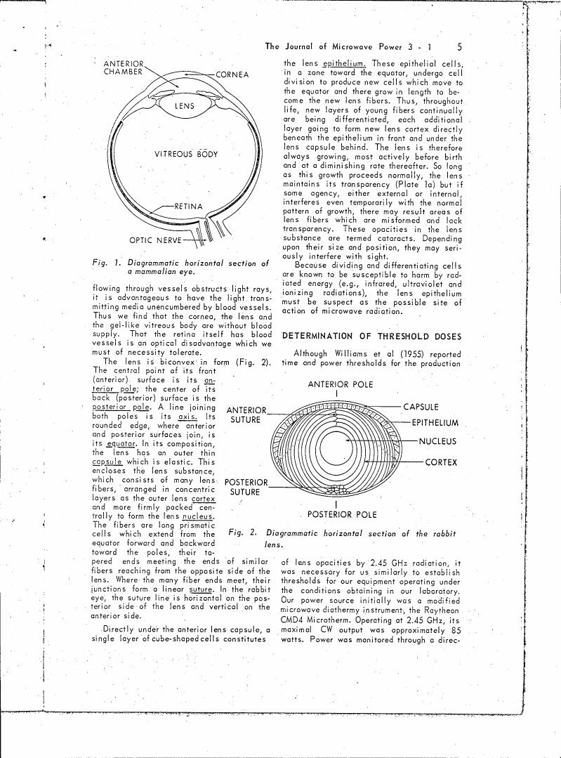 Fig. 1: Diagrammatic horizontal section of a mammalian eye.