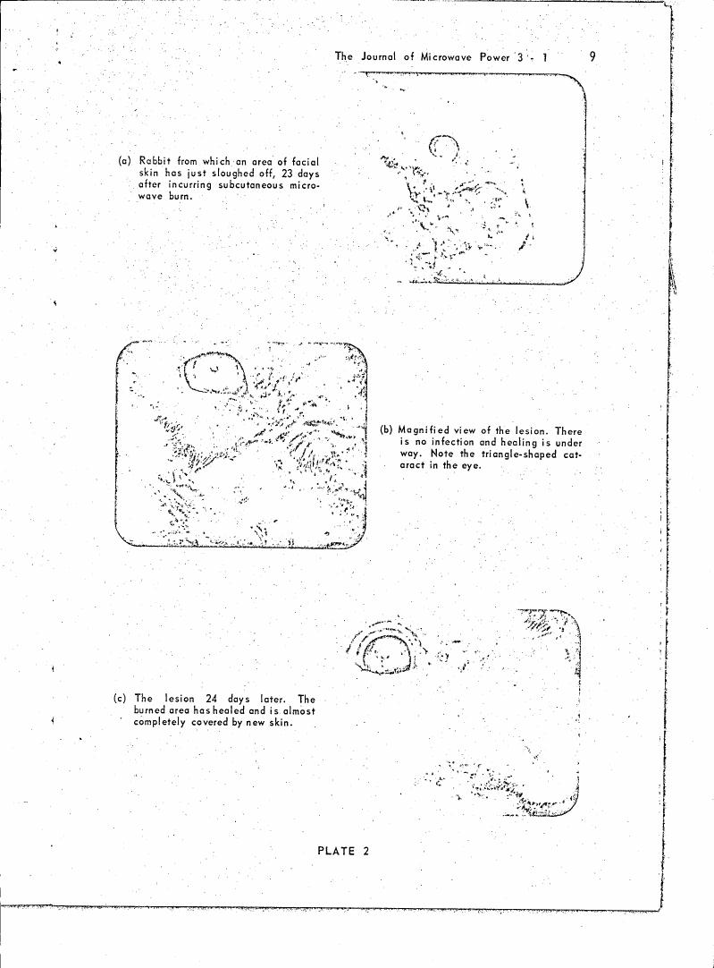 AI-described figure: Plate 2 from The Journal of Microwave Power showing a rabbit with facial skin sloughing off after microwave burn and subsequent healing.