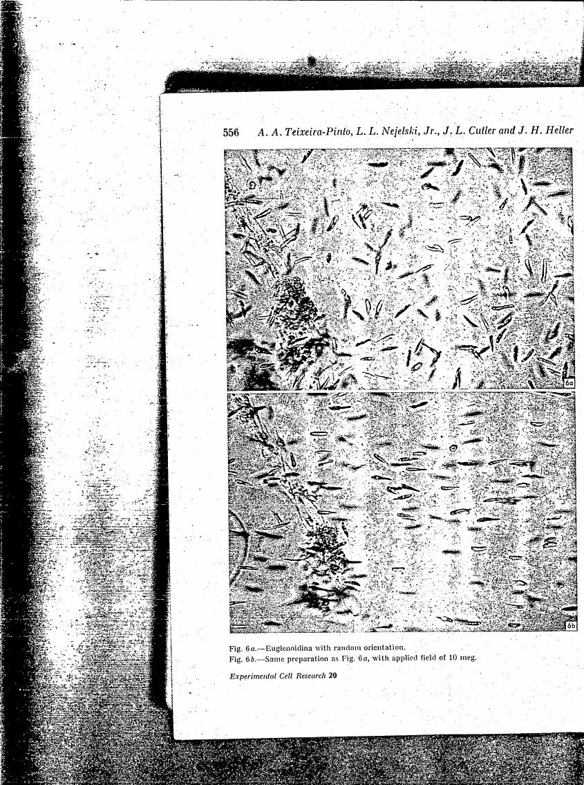 AI-described figure: Fig. 6a and Fig. 6b show Euglenoidina with random orientation in two different states: one without an applied field (random orientation) and the other with a 10 megapascal applied field.