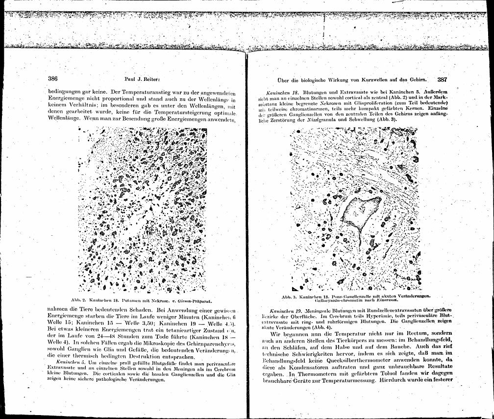 AI-described figure: Microscopic image showing ganglion cells with structural changes in a brain sample from an animal (Figure 3)