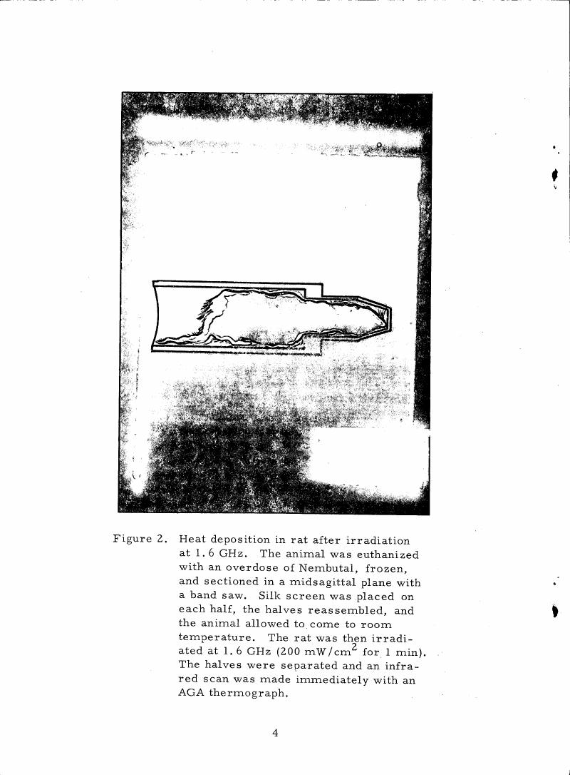 Figure 2. Heat deposition in rat after irradiation at 1.6 GHz.