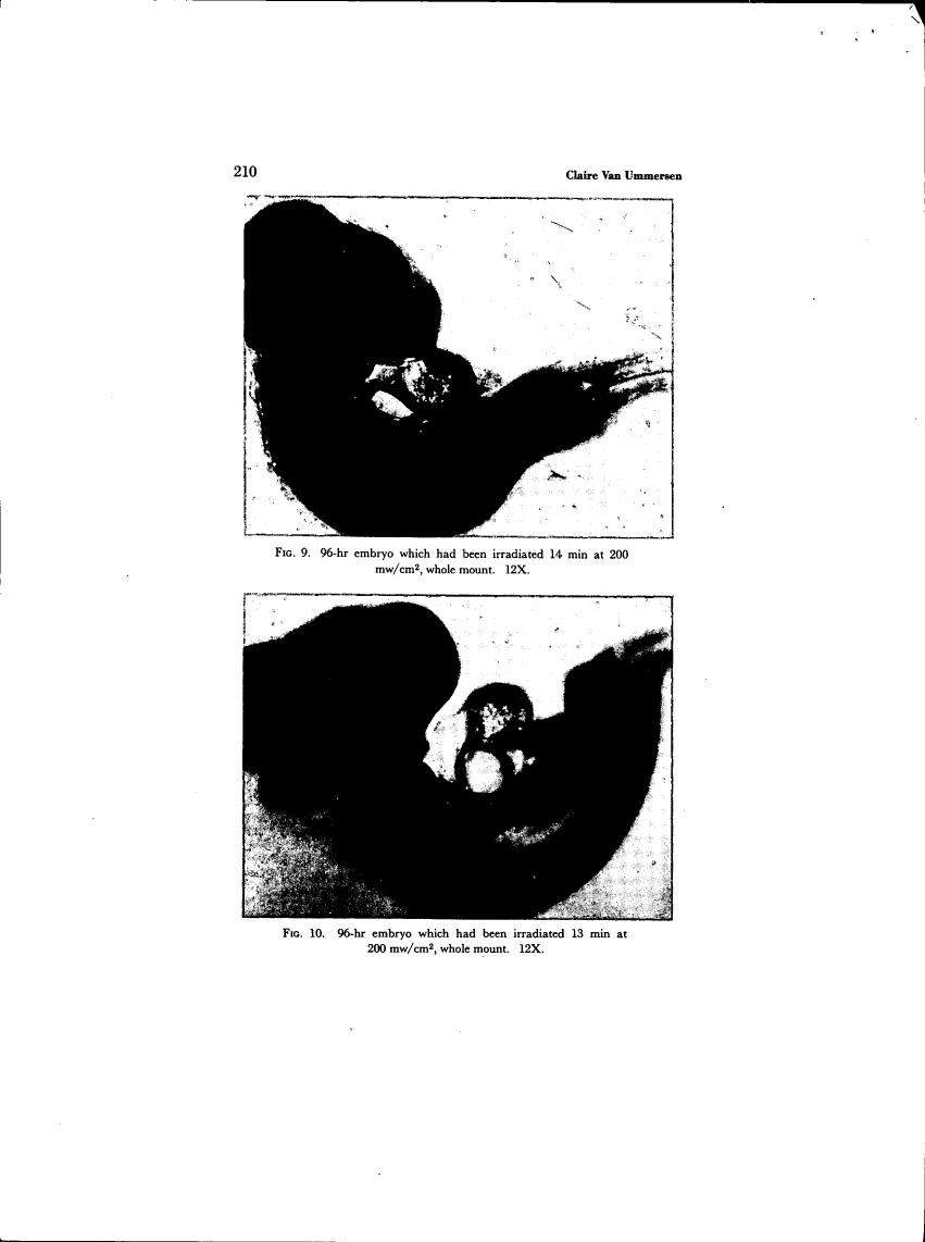 AI-described figure: Figures showing 96-hour embryos that have been irradiated at different durations and intensities.