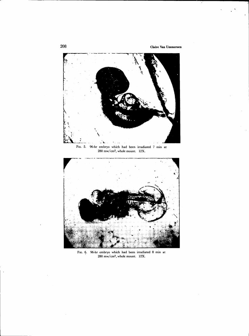 AI-described figure: Figures showing 96-hour embryos irradiated at different time intervals and power density.