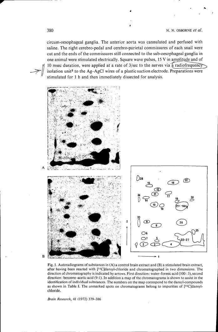 AI-described figure: Fig. 1: Autoradiograms showing substances in a control brain extract and a stimulated brain extract after reaction with [14C]dansyl-chloride, demonstrating the effect of stimulation on substance distribution.