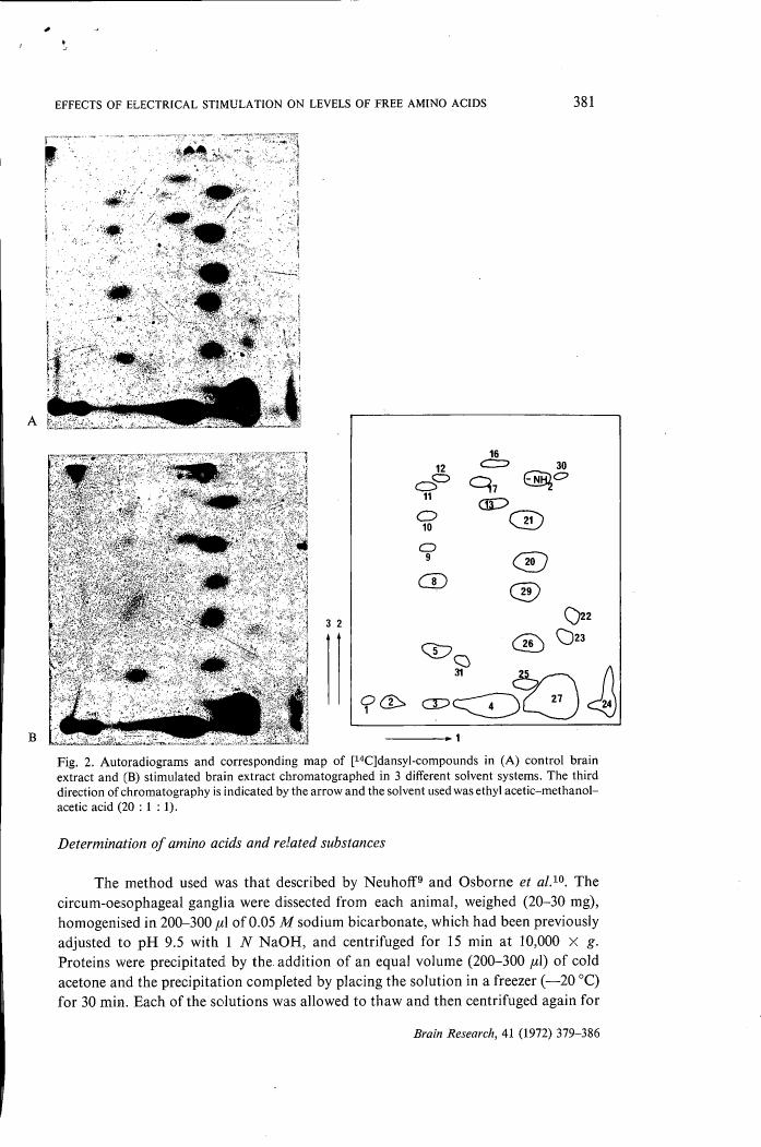 Fig. 2: Autoradiograms and corresponding map of [14C]dansyl-compounds in (A) control brain extract and (B) stimulated brain extract chromatographed in 3 different solvent systems.