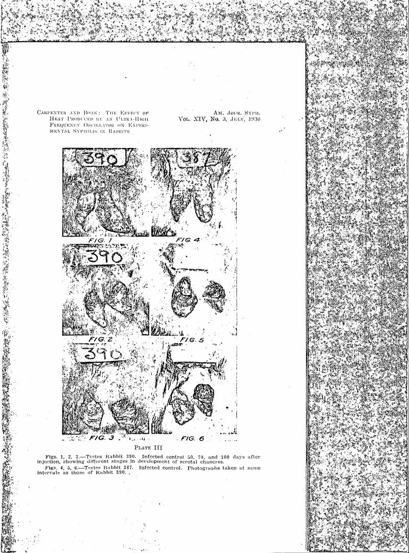 AI-described figure: Plate III showing different stages in development of scrotal changes for Rabbits 390 and 387 over time.