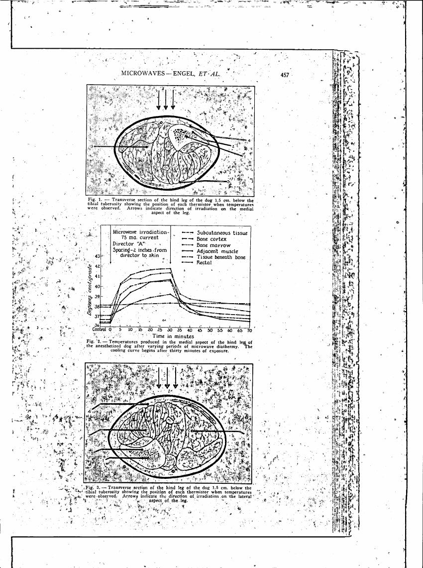 AI-described figure: Figure 2 illustrates temperatures produced in the medial aspect of a dog's hind leg after microwave diathermy exposure.