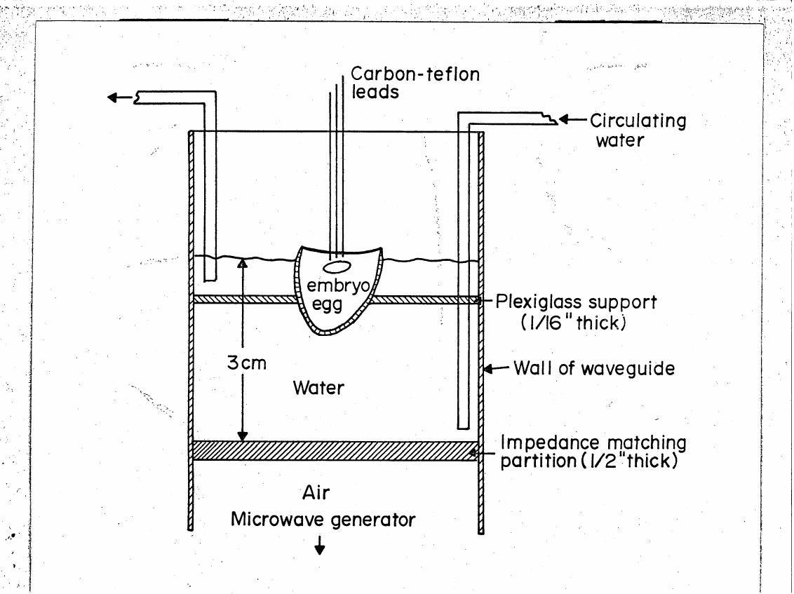 AI-described figure: A diagram illustrating a setup for microwave heating involving an embryo egg in water with various components labeled such as carbon-TEFLON leads, circulating water, and the wall of waveguide.
