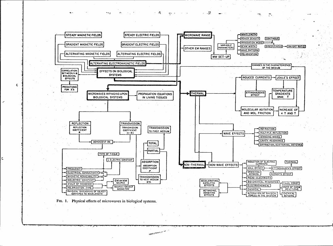 Figure 1. Physical effects of microwaves in biological systems.