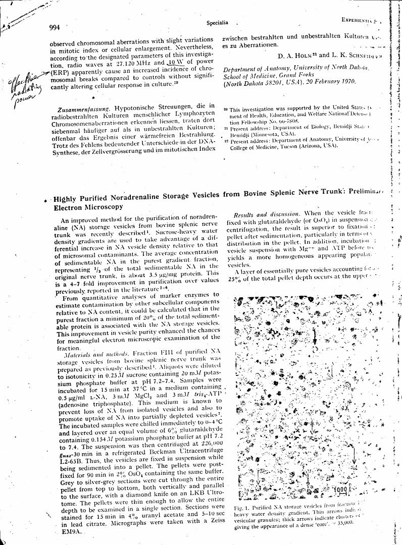 AI-described figure: Figure 1. Purified NA storage vesicles from heavy water density gradient. Thin arrows indicate vesicular granules; thick arrows indicate clumps giving the appearance of a dense 'core'.