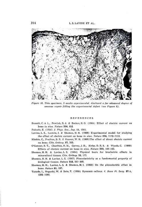 AI-described figure: A microscopic image showing advanced bone repair in a specimen after three weeks of experimental treatment.