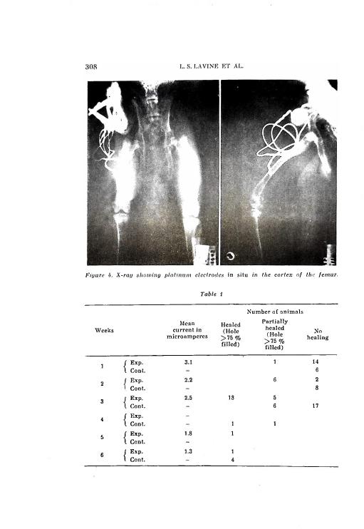 Figure 4. X-ray showing platinum electrodes in situ in the cortex of the femur.
