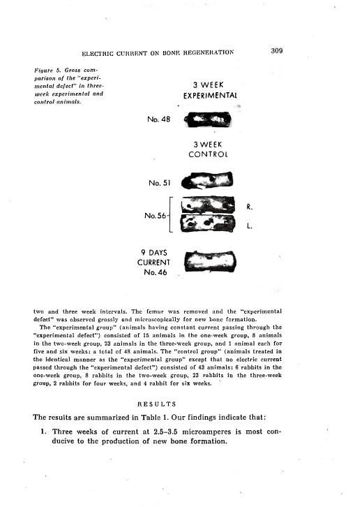 Figure 5. Gross comparison of the 'experimental defect' in three-week experimental and control animals.