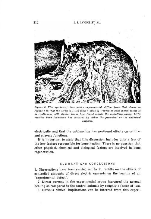 Figure 8. This specimen, three weeks experimental, differs from that shown in Figure 7 in that the defect is filled with a mass of trabecular bone which seems to be continuous with similar tissue type found within the medullary cavity.