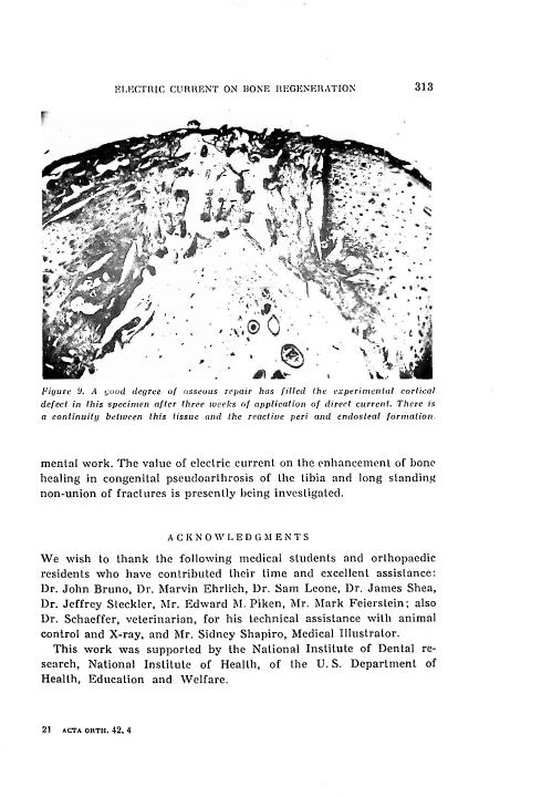 Figure 9. A good degree of bony repair has filled the experimental cortical defect in this specimen after three weeks of application of direct current.