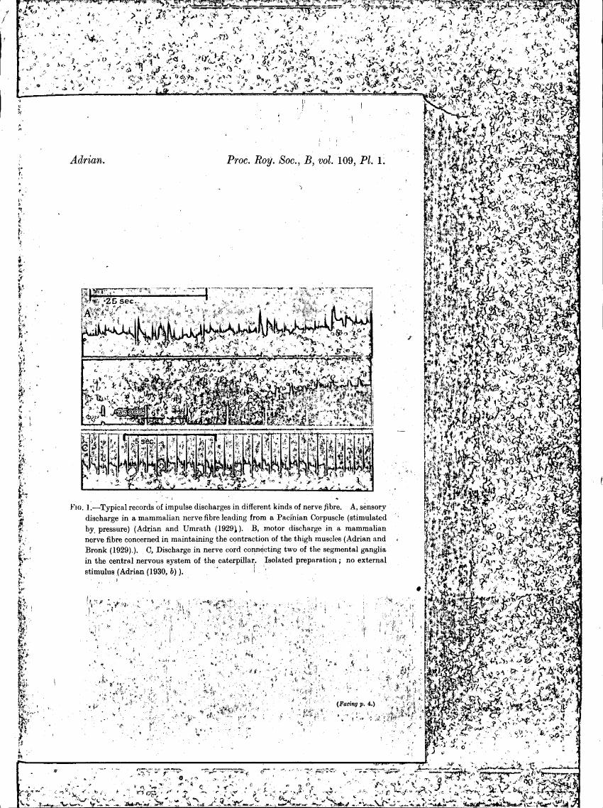 AI-described figure: Figure 1 displays typical records of impulse discharges in different kinds of nerve fibres, including sensory discharge from a Pacinian Corpuscle and motor discharge related to thigh muscle contraction.