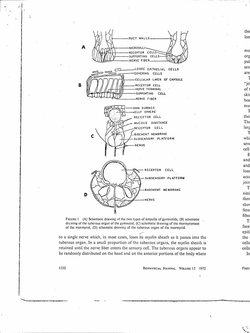 AI-described figure: Figure 1: Schematic drawings illustrating various types of sensory organs in mormyrid fish, including ampullae and tuberous organs.