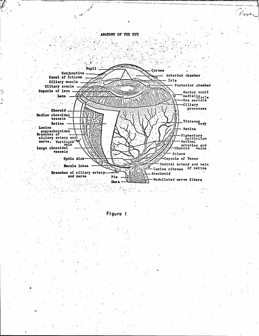 Figure 1: Anatomy of the Eye
