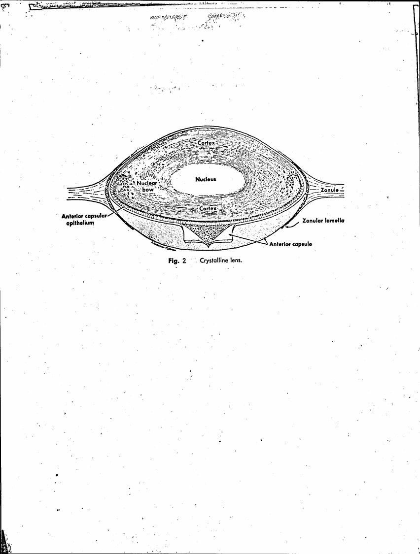 AI-described figure: Figure 2: Crystalline lens showing various anatomical structures such as the cortex, nucleus, zonular lamella, and anterior capsule.