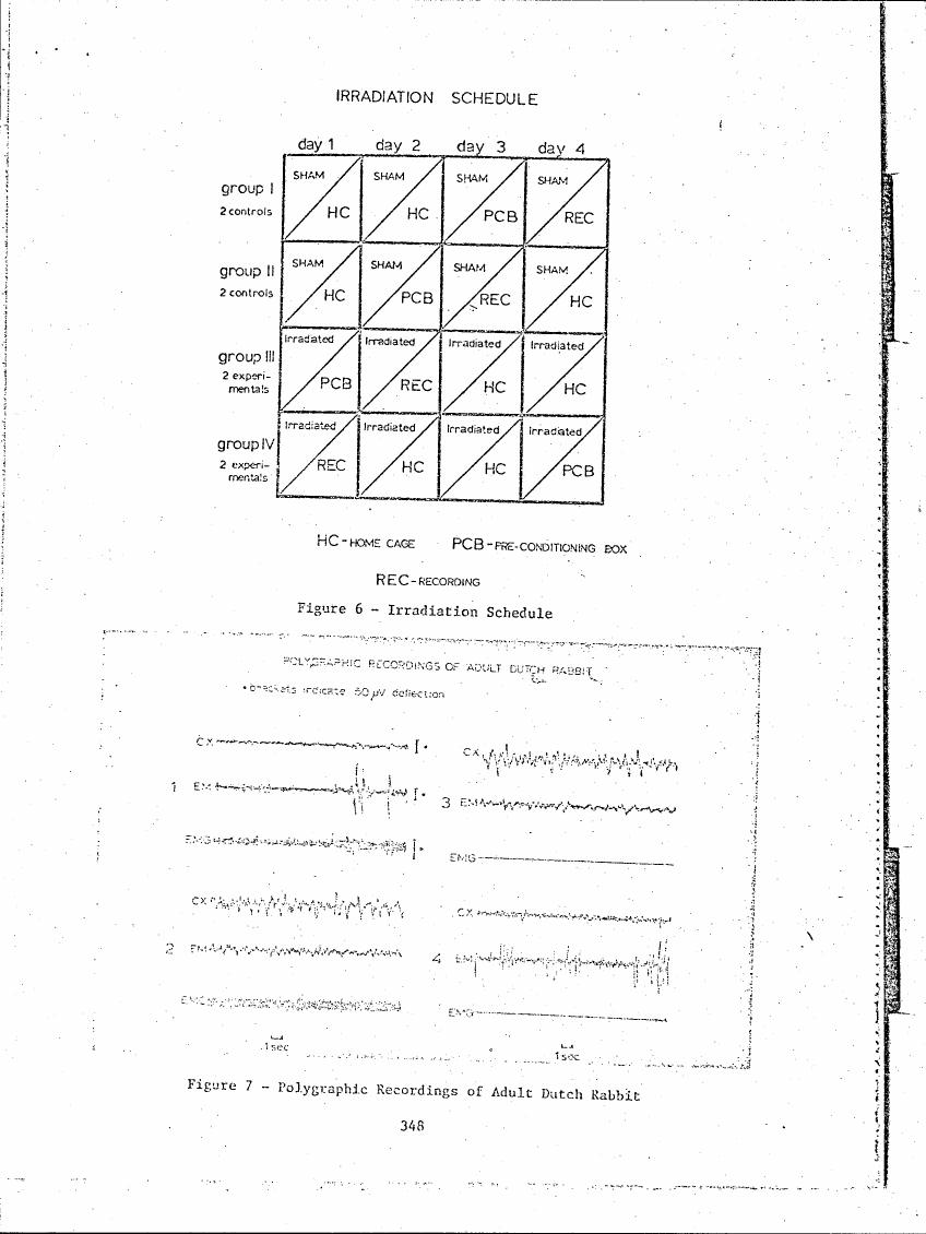 AI-described figure: Figure 6 - Irradiation Schedule showing a schedule for irradiating rabbits in four groups over four days.