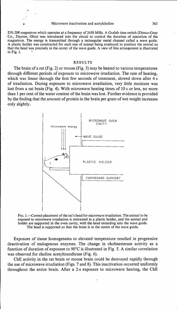 Correct placement of the rat's head for microwave irradiation, showing the animal in a plastic holder within an oven cavity with its head extending into a wave guide.