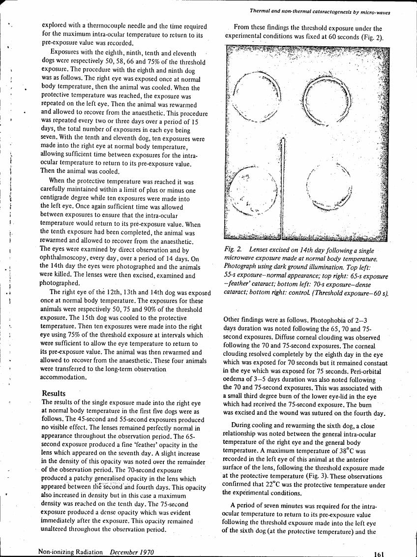 Figure 2: Lenses excised on 14th day following a single microwave exposure made at normal body temperature.