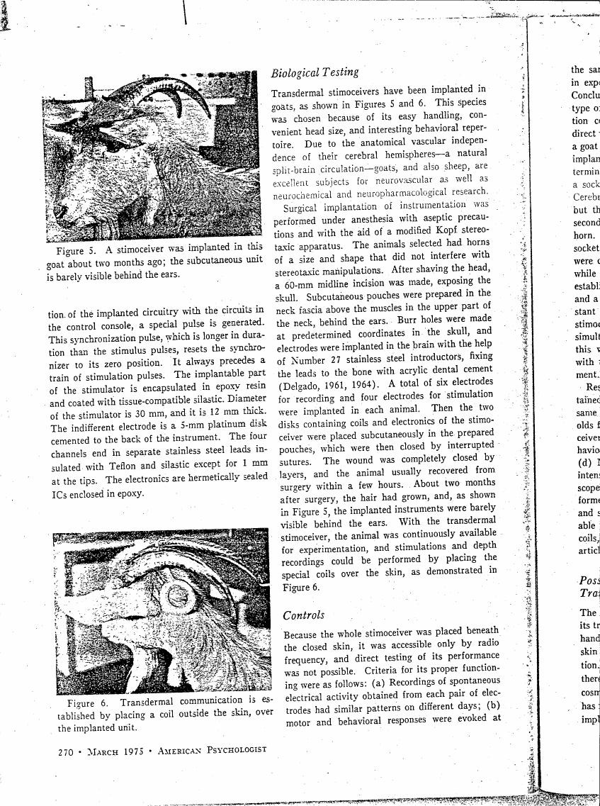 AI-described figure: Figure 5 illustrates a goat with an implanted stimceiver device behind its ears.