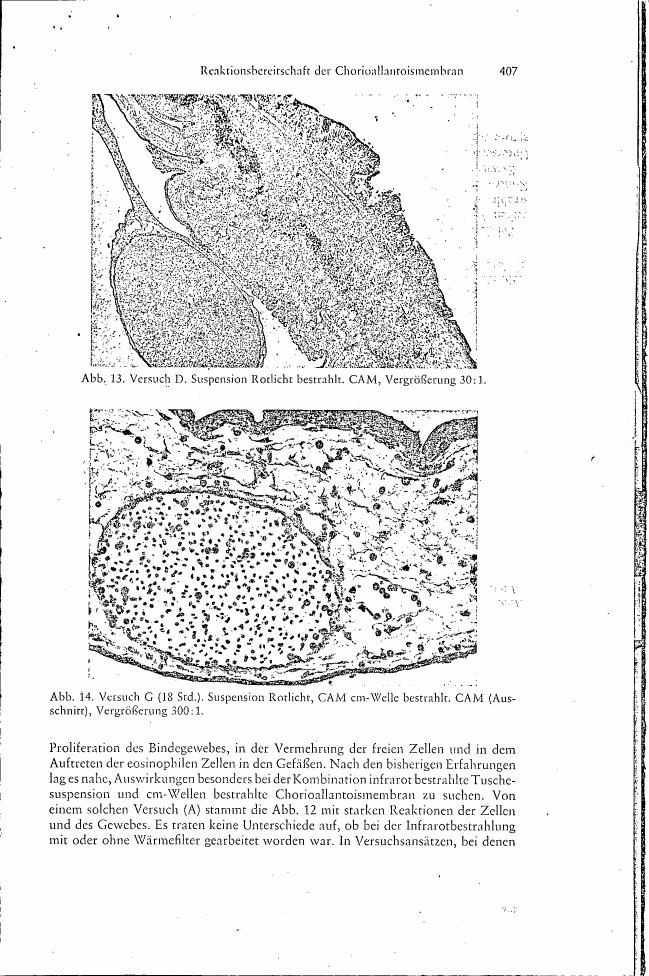 AI-described figure: Microscopic images showing tissue sections labeled as Abb. 13 and Abb. 14 from a scientific paper discussing the reaction readiness of the Chorioallantois membrane.