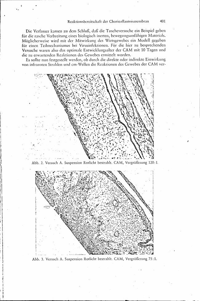 AI-described figure: Microscopic images showing the effect of red light exposure on Chorioallantoic membrane (CAM) tissue at different magnifications.