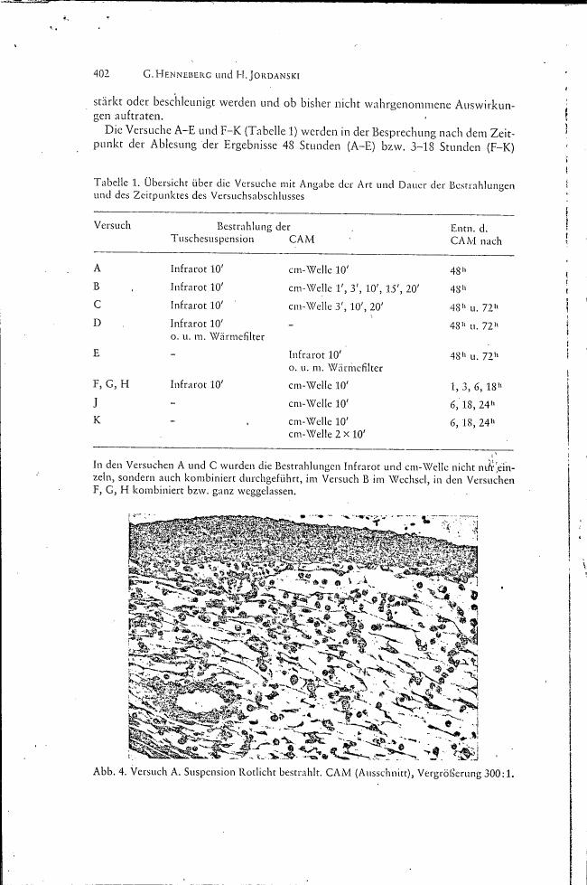 Microscopic image showing a section of tissue labeled as 'Versuch A Suspension Rotlicht bestrahlr. CAM (Ausschnitt), Vergroesserung 300:1.'