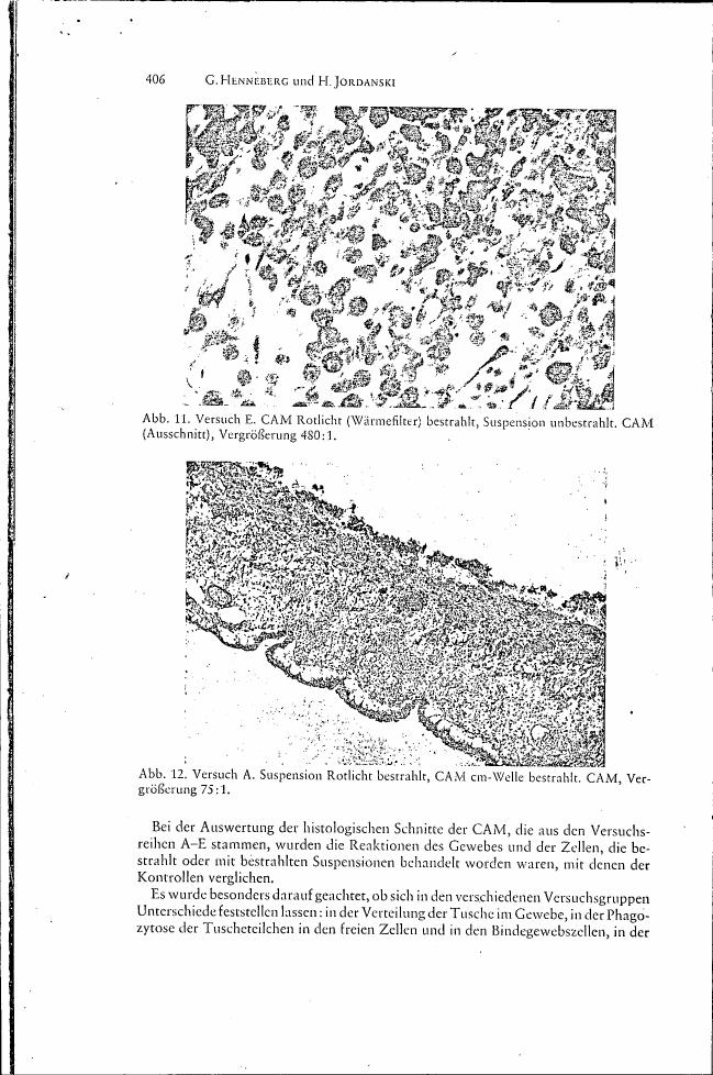 AI-described figure: Histological sections of CAM (Chorioallantoic membrane) from experiment E and A, showing cellular reactions under different light conditions.