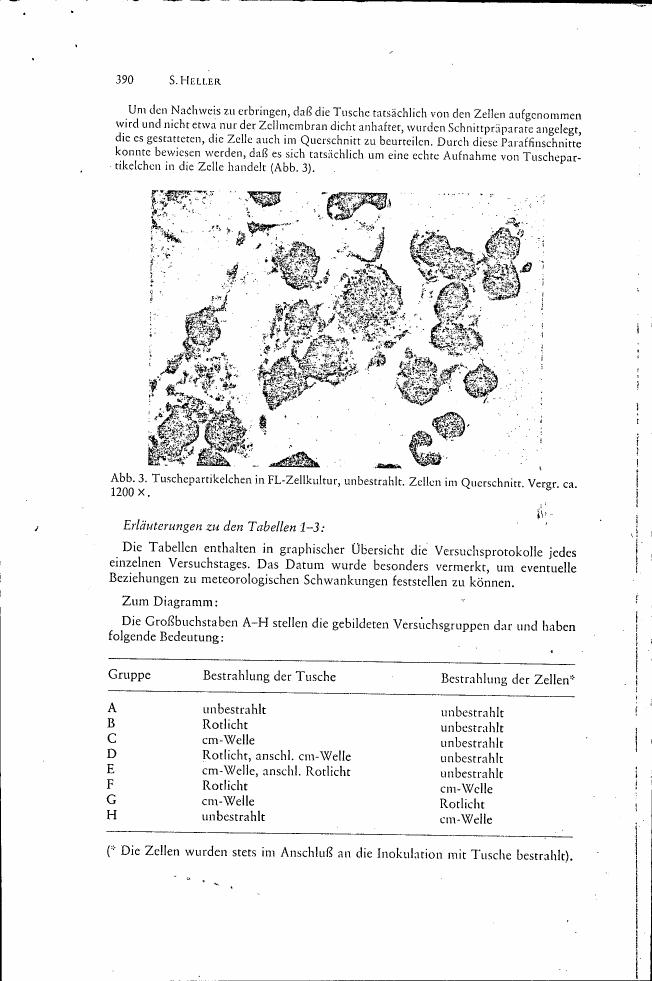 AI-described figure: Microscopic image showing particles in cell culture, labeled as Abb.3.